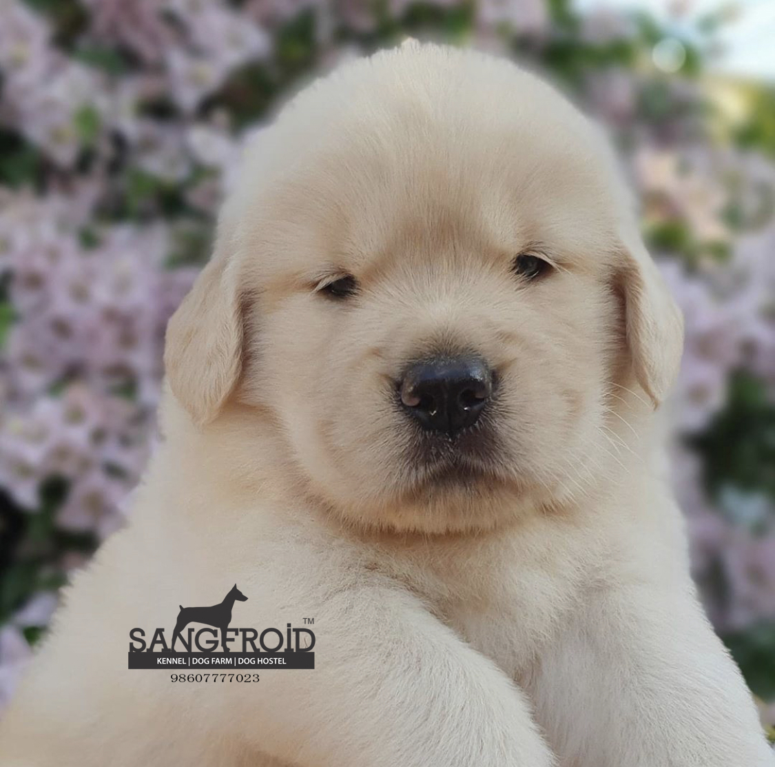 Image of Golden Retriever posted on 2022-08-22 04:07:05 from Mumbai